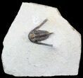 Spiny Cyphaspis Trilobite - Foum Zguid, Morocco #49925-1